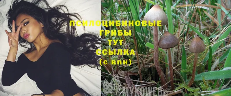 купить наркотики сайты  Кизел  Галлюциногенные грибы Psilocybine cubensis 